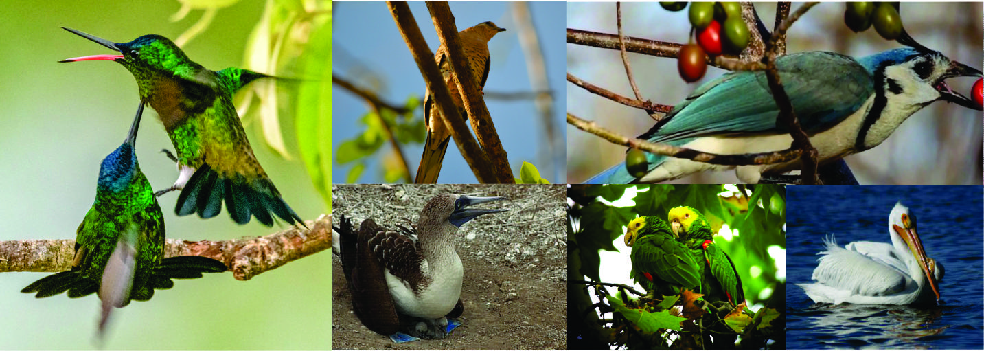 Aves de Guerrero