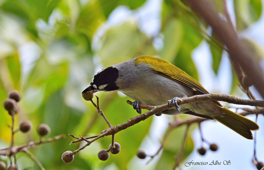 Bursera y aves 1