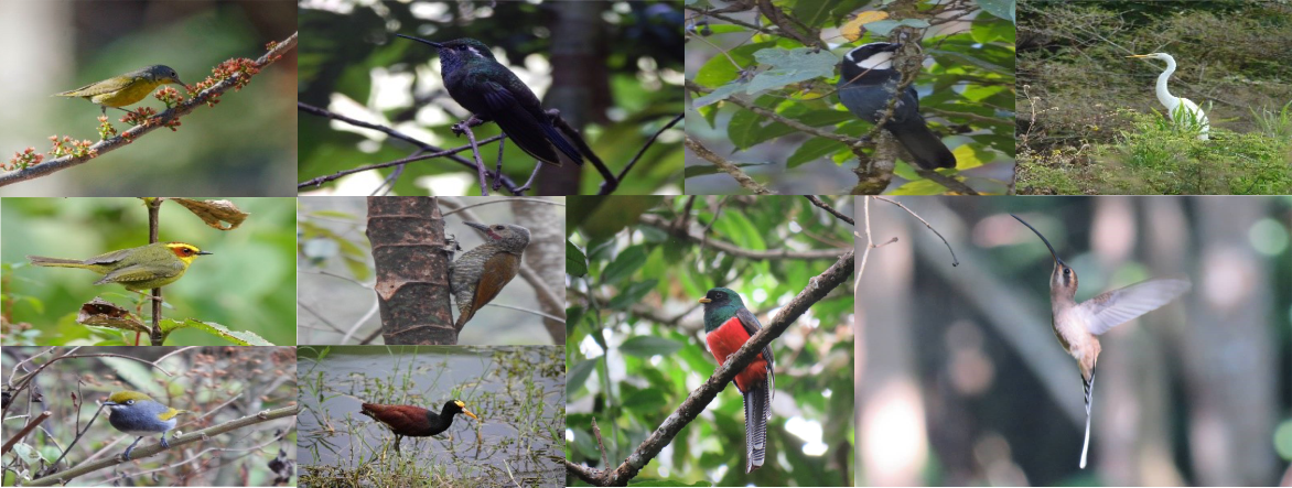 Picos de las aves